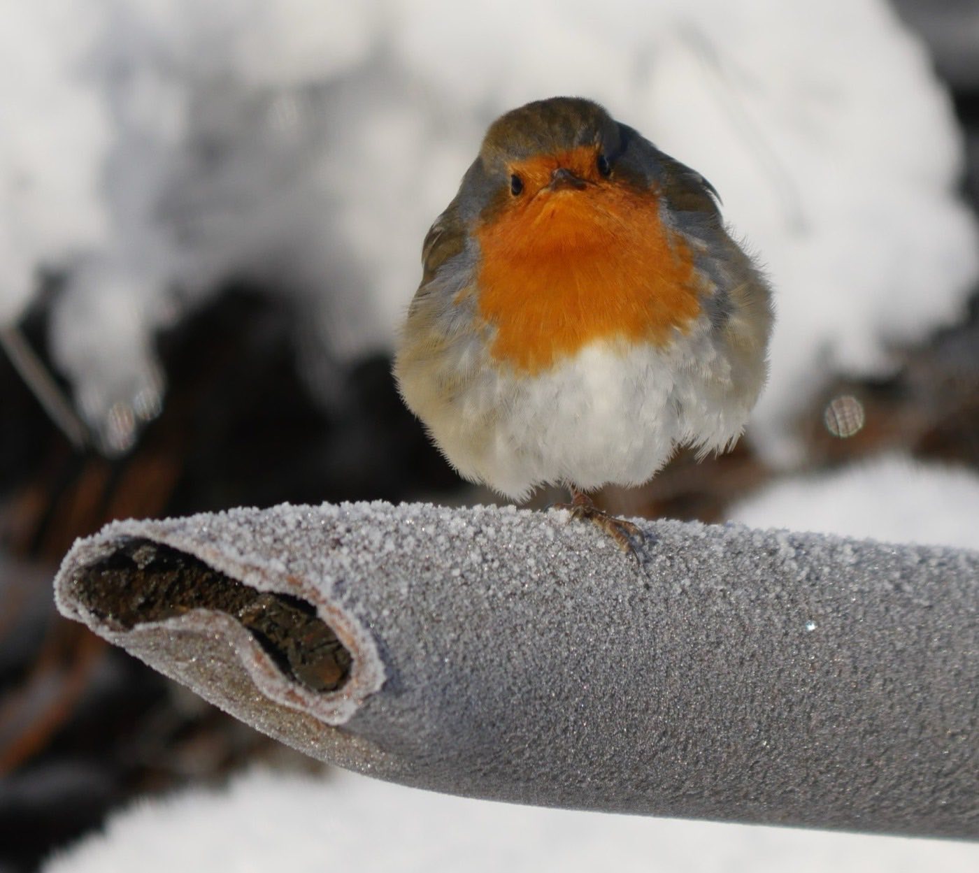 A robin on a frozen pipe in the snow